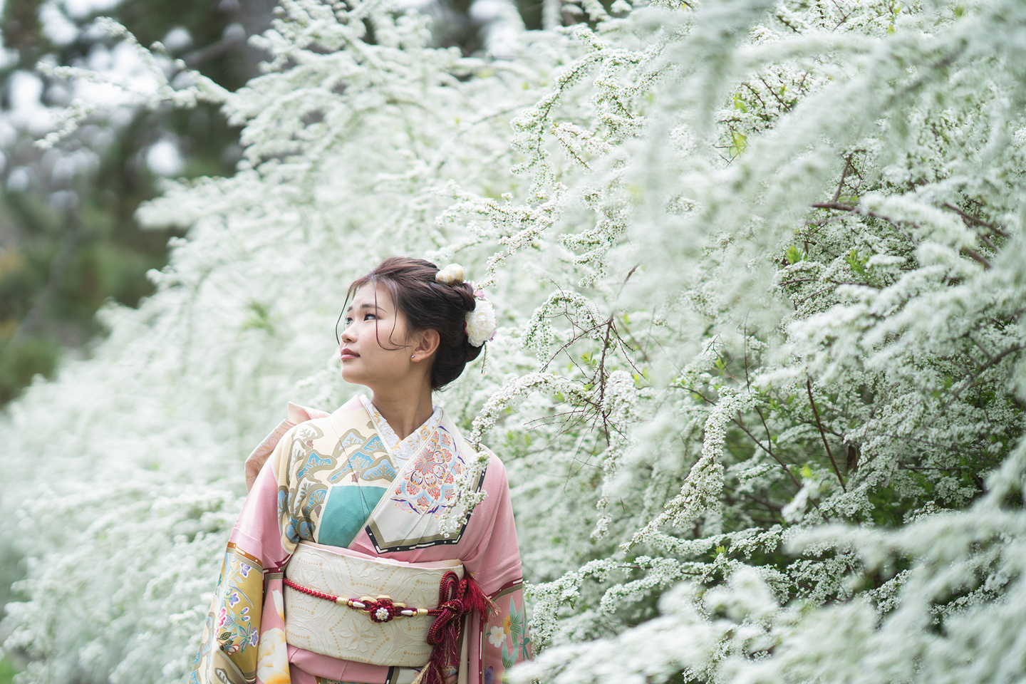 雪柳と成人式前撮り｜京都北山｜片倉写真事務所